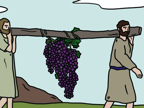 When they reached the Valley of Eshkol, they cut off a branch bearing a large cluster of grapes to show Moses. Two of them carried it on a pole between them, along with some pomegranates and figs. – Slide 8