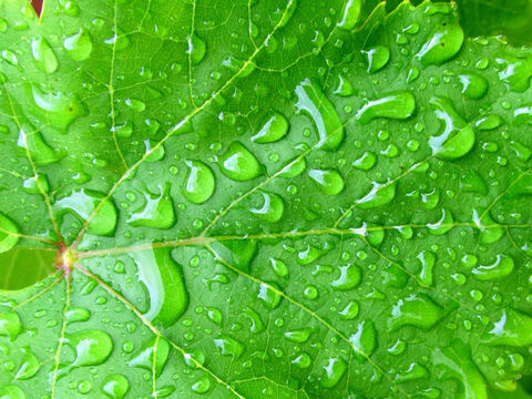 Garden raindrops. – Slide 7
