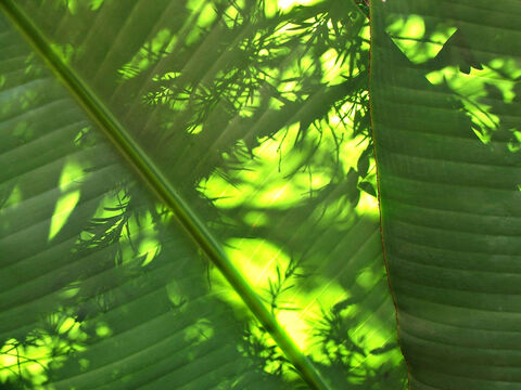 Green leaf shadow. – Slide 9