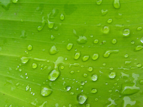 Greenleaf raindrops. – Slide 10
