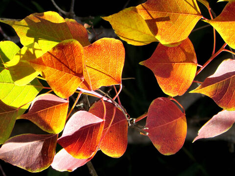 Light & shadow autumn leaves. – Slide 12