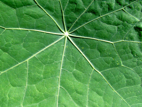 Nasturtium leaves. – Slide 13