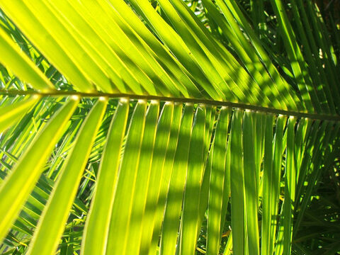 Palm leaves 1. – Slide 16