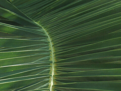 Palm leaves 2. – Slide 17