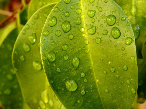 Raindrops on foliage. – Slide 18