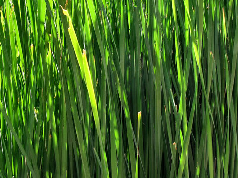 Riverside reeds. – Slide 19