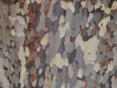 Tree trunk texture. – Slide 4