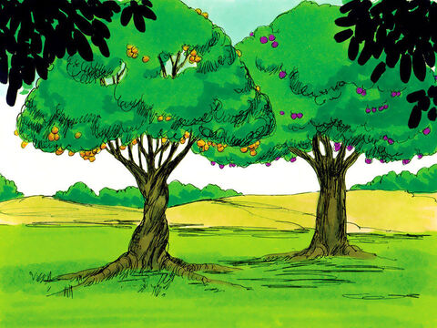 In the middle of the garden of Eden were two special trees. One was the Tree of Life and the other was the tree giving knowledge of good and evil. God told Adam he could eat the fruit of any tree but he must not eat the fruit from the tree giving knowledge of good and evil. To do so would be to disobey and bring death. – Slide 1