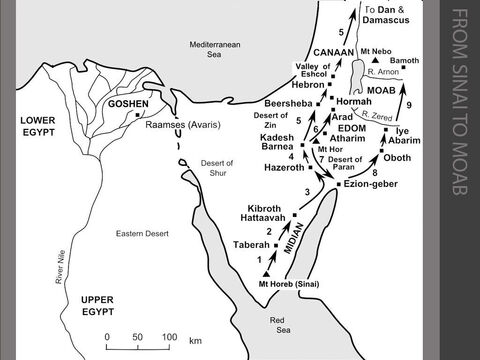 The Israelites journey from Sinai to Moab.  <br/>1. Fourteen months after leaving Egypt, the Israelites turn north and travel from Mt Sinai to the Desert of Paran. At Taberah, the people complain and the LORD sends a fire which destroys part of the camp. (Numbers 10:11-11:3)   <br/>2. The Israelites grumble again about the lack of meat. God hears their complaint and a flock of quails is blown in from the sea. The LORD sends an epidemic on those who crave other foods. The place is called Kibroth Hattaavah (‘graves of craving’). (Numbers 11:4-34) <br/>3. They move on and reach Hazeroth. Miriam, Moses’ sister, criticises Moses and her skin becomes leprous. She is only healed after Moses pleads with God to forgive her. (Numbers 11:35-12:16) <br/>4. The Israelites reach Kadesh Barnea, an oasis in the Desert of Paran. ( Numbers 13:1-25) <br/>5. Moses selects a man from each of the twelve tribes to go and explore the ‘promised land’ of Canaan. The twelve spies report that the fertile land flows with milk and honey, but the cities are well fortified and the inhabitants are strong. The people want to return to Egypt. The Israelites are condemned by the LORD to forty years as nomadic shepherds in the desert. (Numbers 13:1-14:35) <br/>6. Some Israelites change their minds and decide to attack. But the first attempt to invade the ‘promised land’ fails because the people attack against God’s wishes. The Amelekites and Canaanites pursue the defeated Israelites as far as Hormah. (Numbers 14:39-45) The Israelites stay at the oasis of Kadesh Barnea for “a long time”, probably for most of the next thirty-eight years. (Deuteronomy 1:46) The Israelites leave Kadesh in c.1407BC and travel north towards Canaan. The Canaanite King of Arad attacks them on the road to Atharim and many Israelites are led in captivity north to Arad.  After a daring raid, the King of Arad is eventually defeated at Hormah, but the Israelites decide that it would be more prudent to retreat southwards. (Numbers 20:22-21:3) <br/>7. The Israelites turn south from Mt Hor and retrace their steps towards Ezion-geber in order to skirt round to the south and east of Edom. (Numbers 21:4-5) <br/>8. The Israelites move north again towards Canaan. They avoid Edom by travelling to the east of the River Jordan. They camp at Oboth and Iye Abarim and cross the deep valley of the River Zered to enter Moab. (Numbers 21:10-12) <br/>9. The Israelites avoid any confrontation with their distant relatives, the Moabites, as they travel north through the Mountains of Moab to the steep-sided gorge of the River Arnon - the border of the territory of the Amorites. (Numbers 21:13-15) – Slide 3