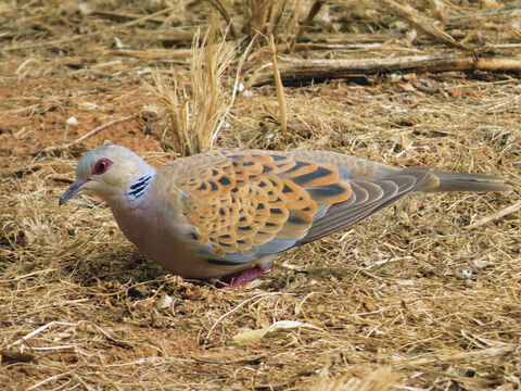 Turtle Dove In  Hayarkon Park, Tel Aviv. A turtle-dove was one of a only a few birds that could be offered in sacrifice, as they were clean, according to the Mosaic law (Gen. 15:9, Leviticus 5:7, 12:6; Luke 2:24). <br/>Photo credit: Alon Rozgovits. – Slide 2