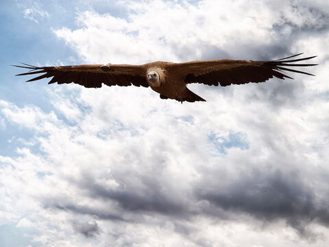 Eagle (Griffon vulture) in Gamla Reserve. <br/>Known to for its swiftness of flight (Deuteronomy 28:49, 2 Samuel 1:23), its mounting high in the air (Job 39:27), its strength (Psalm 103:5), its setting its nest in high places (Jeremiah 49:16), and its power of vision (Job 39:27-30). <br/>Photo credit: Elad Saporta. – Slide 3