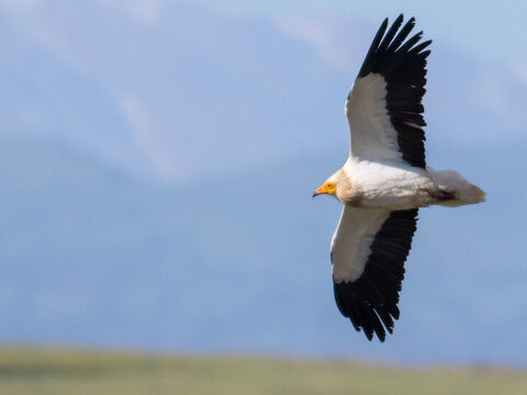 Egyptian vulture over Mount Hermon, Israel. <br/>Found in Israel only during summer it also known as a ‘Pharaoh’s chicken’. Its name is derived from a root meaning 'to love', probably because the male and female bird never part company (Leviticus 11:18, Deuteronomy 14:17). <br/>Photo credit: מינוזיג – MinoZig. – Slide 7