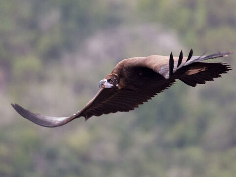 Vulture over Mount Carmel, Israel. <br/>A keen-sighted bird of prey distinguished for its rapid flight (Leviticus 11:14). They are numerous everywhere in Israel apart from the three winter months (Isaiah 34:15). <br/>Photo credit: Artemy Voikhansky. – Slide 8