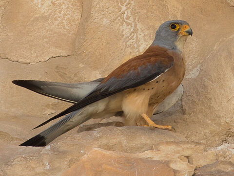 Hawk - lesser kestrel, Israel. <br/>The Hebrew word hawk includes various species of falcon and kestrel (Leviticus 11:16, Deuteronomy 14:15). <br/>Photo credit: מינוזיג – MinoZig. – Slide 9
