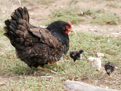 Mother hen with chicks. <br/>Hens were common among the Jews in Israel (Matthew 23:37, Luke 13:34). The hen is only mentioned in passages where Jesus laments over the impending destruction of Jerusalem. <br/>Photo credit: Fir0002. – Slide 15