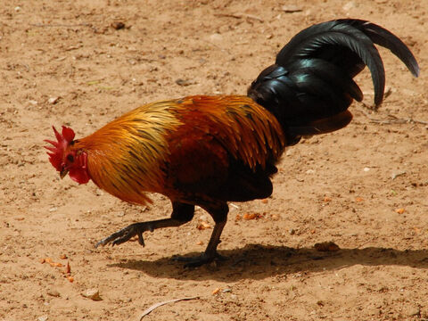 Rooster at Zoological Centre, Tel Aviv-Ramat Gan. <br/>The rooster has become a symbol of Peter's betrayal of Jesus (Matt 26:34, Mark 14:30, Luke 22:34, John 13:38). <br/>Photo credit: Staselnik. – Slide 16