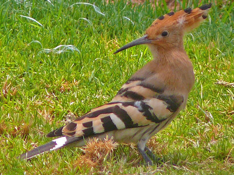 A hoopoe (lapwing) in Israel. <br/>Its cry resembles the word 'hoop'. Listed as an unclean bird in (Leviticus 11:19, Deuteronomy 14:18). <br/>Photo credit: Henrike Mühlichen. – Slide 1