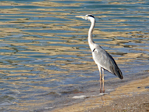 Blue Heron in Israel. <br/>The heron is listed as an unclean bird (Leviticus 11:19, Deuteronomy 14:18). The Hebrew name is 'anaphah’ denoting the bird's angry disposition. <br/>Photo credit: Dennis Jarvis. – Slide 2