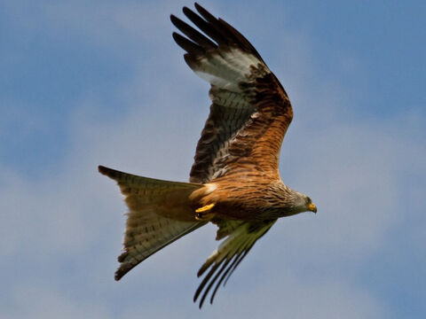 Red kite. <br/>An unclean, soaring, keen-sighted bird of prey that is found all over Israel (Leviticus 11:14, Deuteronomy 14:13). <br/>Photo credit: Tony Hisgett. – Slide 3