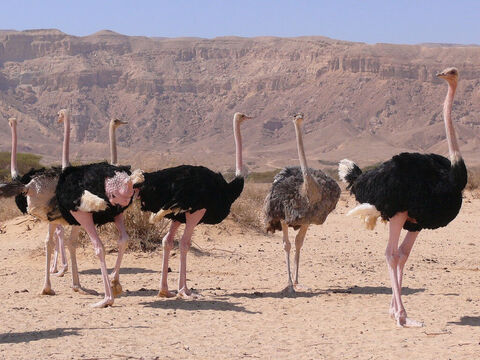 Ostriches in Chay Bar Yotvata, Israel. <br/>A bird known for its greediness and gluttony (Lamentations 4:3). <br/>Photo credit: MathKnight. – Slide 4