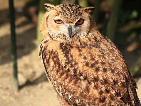 Pharaoh owl. <br/>This is the 'great owl' of Leviticus 11:17, Deuteronomy 14:16). The ‘screech owl’ or ‘night monster’ is used to depict the destruction of Edom (Isaiah 34:11) <br/>Photo credit: Tanaka Juuyoh. – Slide 5