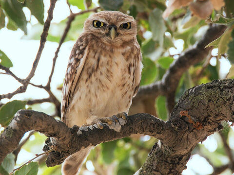 Little owl. <br/>This the 'little owl' of Leviticus 11:17, Deuteronomy 14:16 and the ‘owl’ in Psalm 102:6. <br/>Photo credit: Artemy Voikhansky. – Slide 6