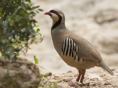 Partridge in Jerusalem. <br/>This bird has a ringing call-note, which in early morning echoes in the barren cliffs of the wilderness of Judea and in the forests of Carmel. It is mentioned in 1 Sam. 26:20 and Jeremiah 17:11. <br/>Photo credit: RonAlmog. – Slide 7