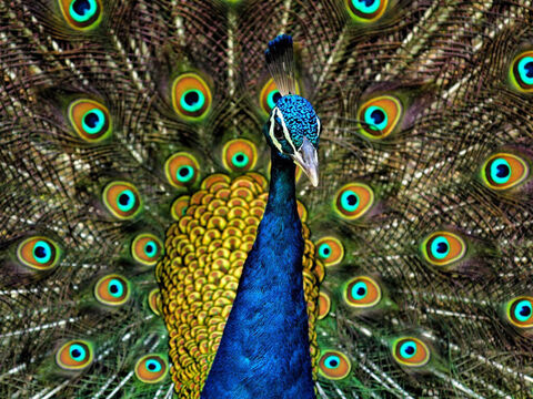 Peacock. <br/>This bird is indigenous to India. It was brought to Solomon by his ships from Tarshish (1 Kings 10:22, 2 Chronicles 9:21) most likely from the Malabar coast of India. <br/>Photo credit: Jatin Sindhu. – Slide 8