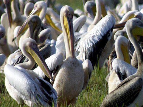 Flock of Pelicans. <br/>White pelicans and dalmation pelicans are frequently seen at the waters of Merom and the Sea of Galilee. The pelican is ranked among unclean birds (Leviticus 11:18, Deuteronomy 14:17). It is of an enormous size, being about 6ft (2m) long, with wings stretching out over 12ft (4m). <br/>Photo credit: National Photo Collection of Israel. – Slide 9