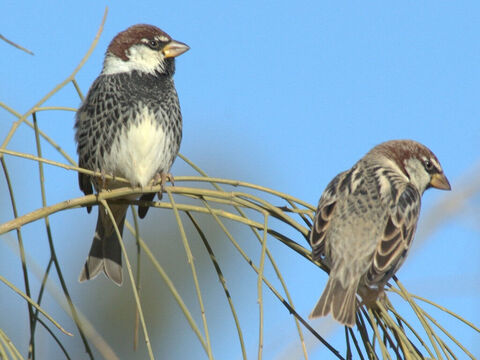 Two male Sparrows in Israel. <br/>Sparrows are mentioned as one of the offerings made by the very poor. They were cheap to buy at little over 3 lepta per bird. Note that the widow’s 2 lepta (mites) would not buy a single sparrow (Luke 12:6, Matthew 10:29-31) <br/>Photo credit: נצח פרביאש. – Slide 13