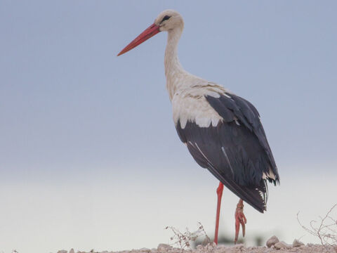 White Stork, Israel. <br/>Two species are found in Israel, the white, which are dispersed in pairs over the whole country; and the black, which live in marshy places and in great flocks. They migrate to Israel periodically in late March (Jeremiah 8:7). Zechariah alludes to the beauty and power of the stork's wings (5:9). <br/>Photo credit: מינוזיג – MinoZig. – Slide 14