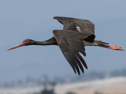 Black stork, Israel. <br/>In Hebrew the name stork means 'kindness' indicating the character of the bird, which is noted for its affection for its young. Photo credit: מינוזיג – MinoZig. – Slide 15