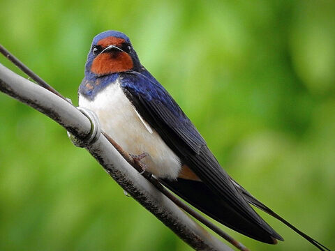 Swallow. <br/>The swallow is classified with the swift (Isaiah 38:14, Jeremiah 8:7). its meaning in Hebrew is 'the bird of freedom' (Psalm 84:3, Proverbs 26:2). <br/>Photo credit: Maxpixel. – Slide 16