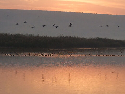 Flock of birds over Galilee. <br/>Jesus said, ‘Look at the birds of the air, for they neither sow nor reap nor gather into barns; yet your heavenly Father feeds them. Are you not of more value than they? (Matthew 6:26). <br/>Photo credit: Yehudit Garinkol. – Slide 17