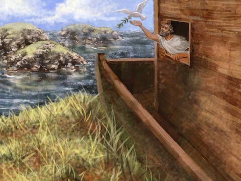 The waters continued to cover the earth for 150 days. After 150 days the water had gone down so much that the boat touched land again. It came to rest on one of the mountains of Ararat. Noah sent out a raven and then a dove but they came back to the boat because the flood waters still covered the earth. The second time he sent out the dove it returned with a fresh olive leaf and Noah knew the earth was becoming dry. – Slide 9