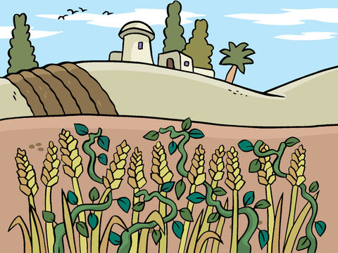 The wheat grew and heads of grain grew on the wheat plants. But at the same time the weeds also grew. – Slide 6