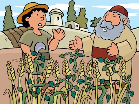 Then the man’s servants came to him and asked, ‘Where did the weeds come from?’  <br/>The man answered, ‘An enemy planted the weeds.’  <br/>The servants asked, ‘Do you want us to pull up the weeds?’  <br/>The man answered, ‘No, because when you pull up the weeds, you might also pull up the wheat. Let the weeds and the wheat grow together until the harvest time. At harvest time I will tell the workers to gather the weeds and tie them together to be destroyed. Then gather the wheat and bring it to my barn.’ – Slide 7