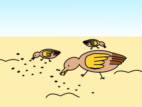 ‘As he was scattering the seed, some fell along the path; it was trampled on, and the birds ate it up.’ – Slide 4