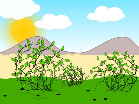 ‘Other seed fell among thorns.’ – Slide 7