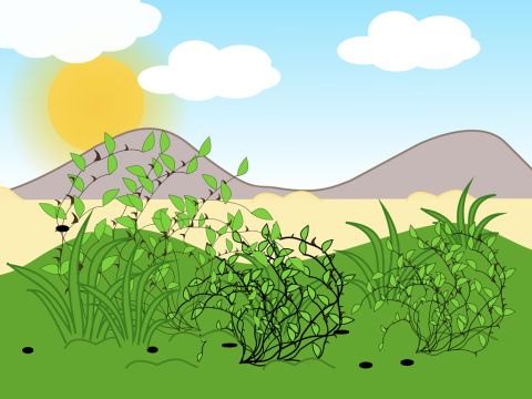 ‘But as the young wheat shots grew, the thorns and weeds choked the plants.’ – Slide 8