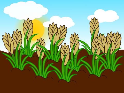 ‘It came up and yielded a crop, some a hundred times more than was sown.’ – Slide 10