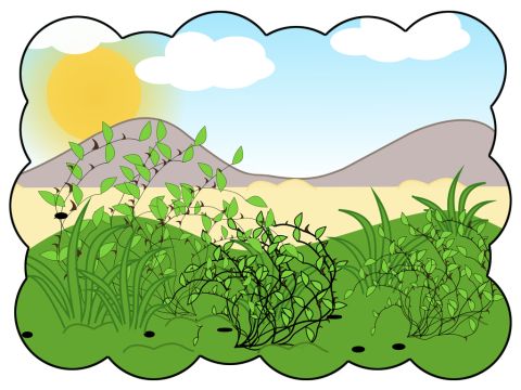 ‘The seed that fell among thorns are like those who hear God’s words but as they go on their way they are choked by life’s worries, riches and pleasures, and they do not mature.’ – Slide 14