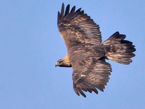 ‘…the way of an eagle … <br/>Photo credit: Juan Lacruz. – Slide 2