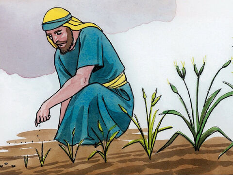 ‘The kingdom of heaven is like a mustard seed that a man took and sowed in his field. – Slide 9