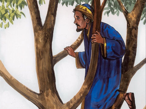 So he ran on ahead and climbed up into a sycamore tree to see him, because Jesus was going to pass that way. – Slide 4