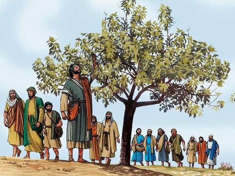 Now the next day, as they went out from Bethany, Jesus was hungry. After noticing in the distance a fig tree with leaves, he went to see if he could find any fruit on it. – Slide 1