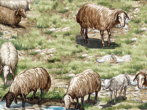 Jesus  told him, ‘Feed my lambs.’ – Slide 12