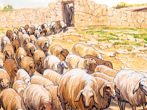 Jesus replied, ‘Feed my sheep. I tell you the solemn truth, when you were young, you tied your clothes around you and went wherever you wanted, but when you are old, you will stretch out your hands, and others will tie you up and bring you where you do not want to go.’ – Slide 16
