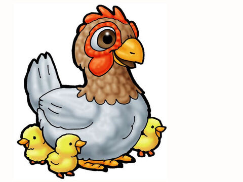 Animal in manger – chicken and chicks. – Slide 27