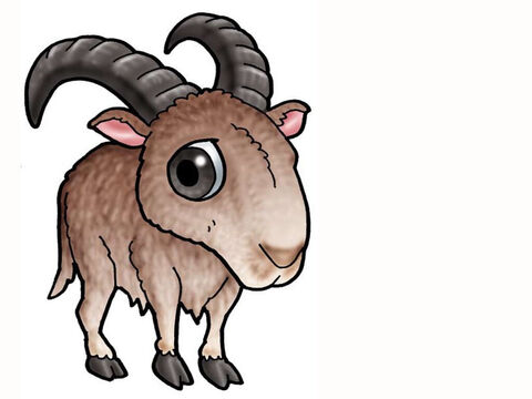 Animal in manger – goat. – Slide 29